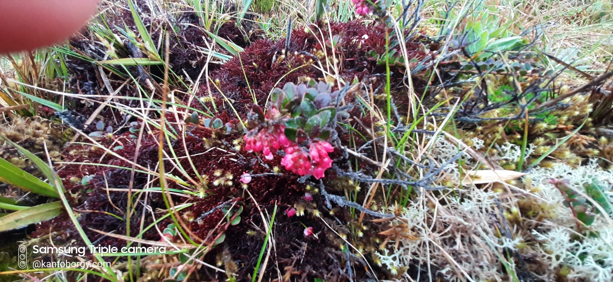 Vaccinium crenatum image