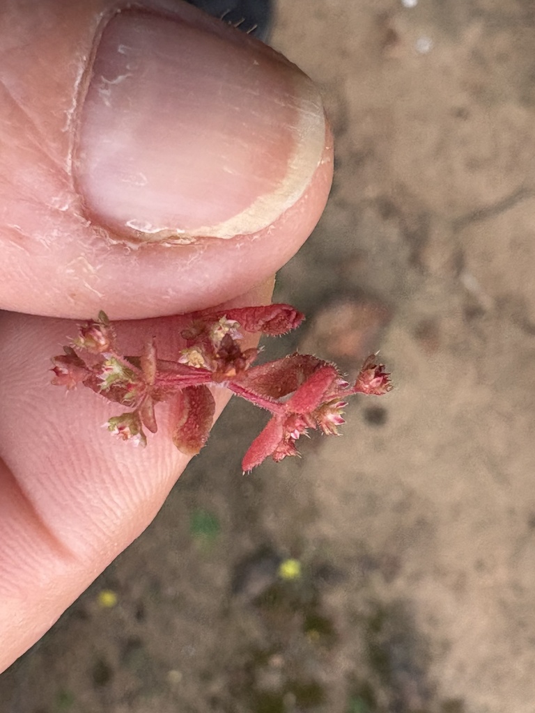 Crassula strigosa 2
