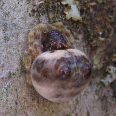 Mastophora hutchinsoni