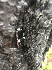 Chalcolepidius approximatus
