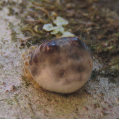 Mastophora hutchinsoni