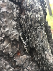 Chalcolepidius approximatus