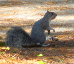 Sciurus niger cinereus
