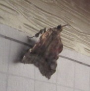 Clydonopteron sacculana