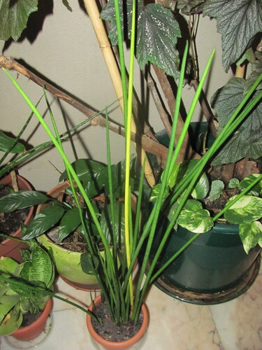 Sansevieria bacularis 'Mikado' 2