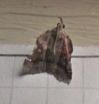 Clydonopteron sacculana