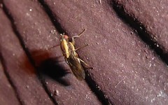 Allophylopsis