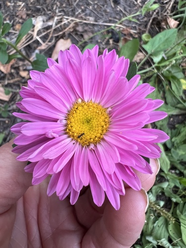Chinese Aster (Callistephus chinensis)