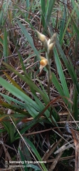 Pterichis