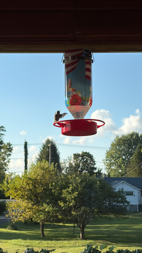 Ruby-throated Hummingbird photographed in West Virginia