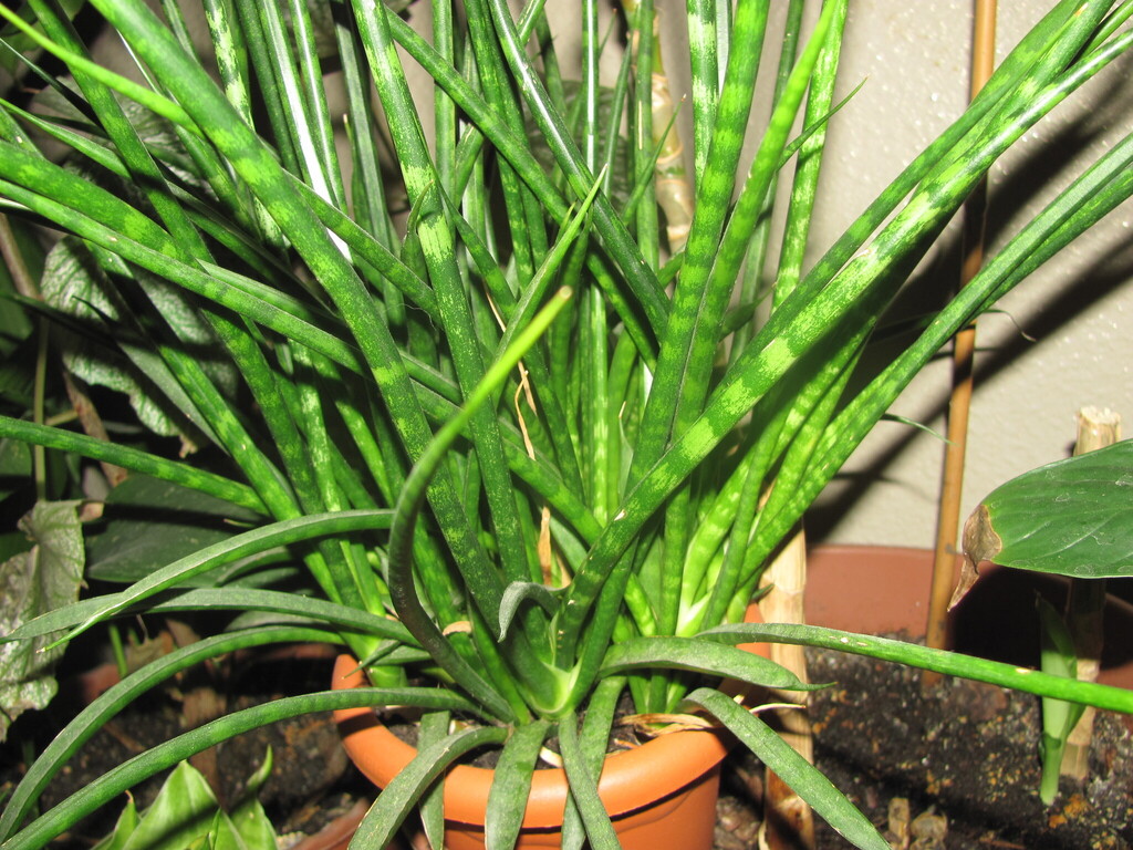 Sansevieria cylindrica Bojer ex Hook.
