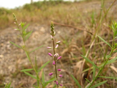 Polygala paniculata