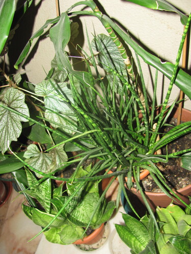 Sansevieria 'Fernwood Mikado' 2