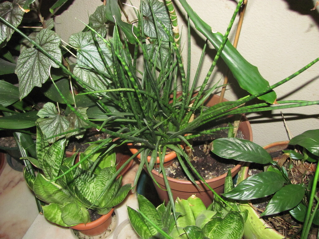 Sansevieria cylindrica Bojer ex Hook. 3