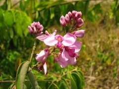 Securidaca diversifolia