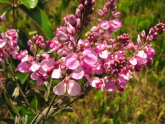 Securidaca diversifolia