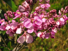 Securidaca diversifolia