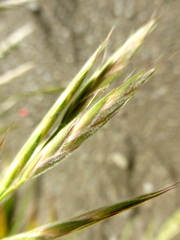 Bromus lithobius