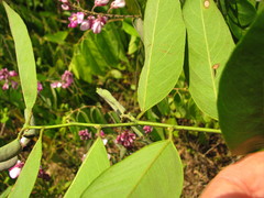 Securidaca diversifolia