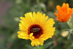 Acmaeodera haemorrhoa