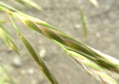 Bromus lithobius
