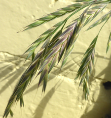 Bromus lithobius