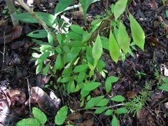 Codonanthe