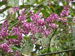 Securidaca diversifolia