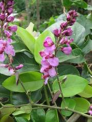 Securidaca diversifolia