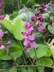 Securidaca diversifolia