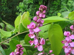 Securidaca diversifolia