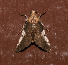 Milgithea alboplagialis