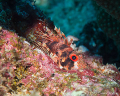 Dendrochirus barberi