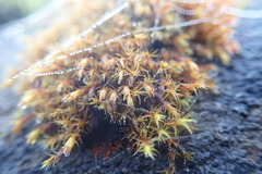 Schistidium papillosum