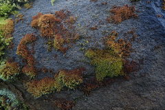 Schistidium papillosum