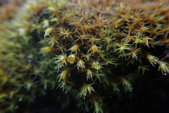 Schistidium papillosum