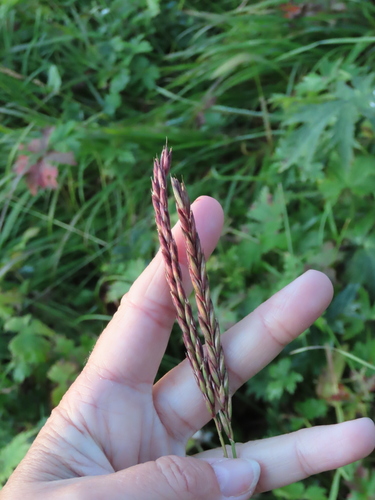 Elymus mutabilis observed 2025-08-07