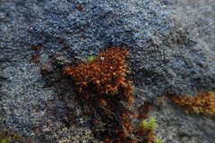 Schistidium papillosum