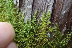 Claopodium crispifolium