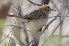 Cisticola luapula