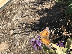 Vanessa virginiensis