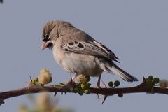 Sporopipes squamifrons