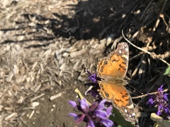 Vanessa virginiensis