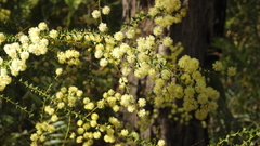 Acacia hubbardiana