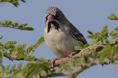 Sporopipes squamifrons