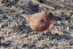 Lagonosticta senegala