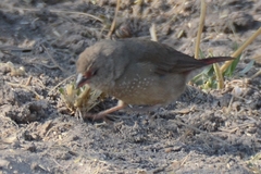 Lagonosticta senegala