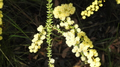 Acacia hubbardiana
