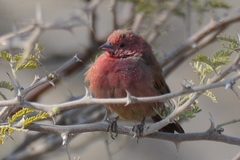 Lagonosticta senegala