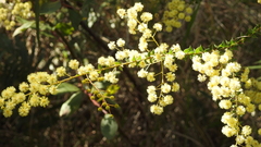 Acacia hubbardiana